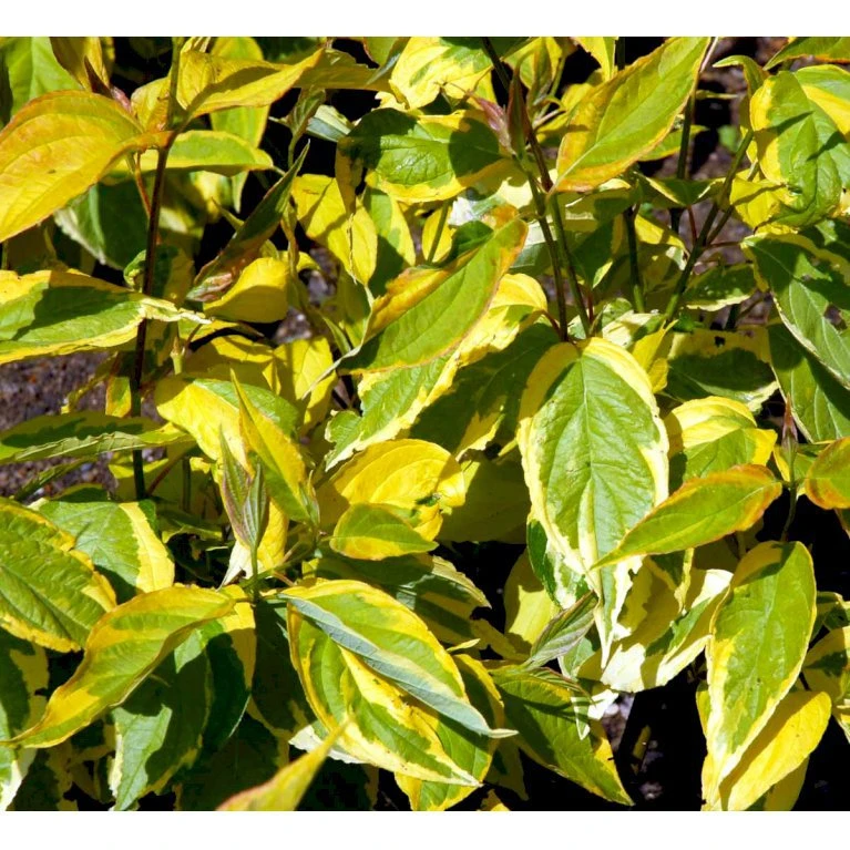 Broget Kornel 'Spaethii' Cornus Alba 'Spaethii' Med klump,- 150-175 cm. Broget Kornel 'Spaethii' Cornus Alba 'Spaethii' Med Klump,- 150-175 Cm. -Plantetorvet mi614 cornus alba spaethii 3ebb