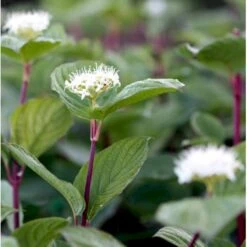 Rødgrenet Kornel 'Sibirica' Cornus Alba 'Sibirica' Potte 12 Liter,- 100-125 Cm. -Plantetorvet mi618 cornus alba sibirica 11d5