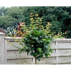 Kugle-Naur Acer Campestre 'Nanum' Opstammet 180 Cm. Med Potte 3 Kugle-Naur Acer Campestre 'Nanum' Opstammet 180 Cm. Med Potte -Plantetorvet mi61 acer campestre nanum 891f