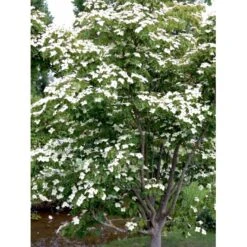 Osmo Koreakornel Cornus Kousa Med Klump,- 125-150 Cm. -Plantetorvet mi623 cornus kousa 3e4a