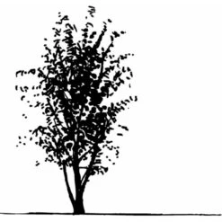 Osmo Koreakornel Cornus Kousa Med Klump,- 125-150 Cm. -Plantetorvet mi623 cornus kousa 6e19