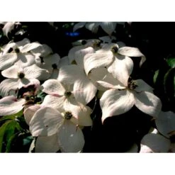 Osmo Koreakornel Cornus Kousa Med Klump,- 125-150 Cm. -Plantetorvet mi623 cornus kousa a71a