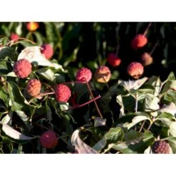 Osmo Koreakornel Cornus Kousa Med Klump,- 125-150 Cm. -Plantetorvet mi623 cornus kousa e795