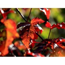 Nye udgivelser -Plantetorvet mi64 acer ginnala 5021 1