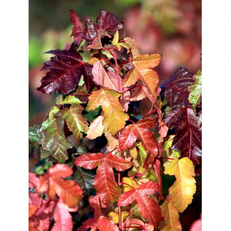 Ildløn Til Hæk Acer Ginnala 5 Liter potte Ildløn Til Hæk Acer Ginnala 5 Liter Potte -Plantetorvet mi64 acer ginnala eecb