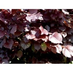 Purpurhassel Corylus Maxima 'Purpurea' Solitær Busk 150-200 Cm. - Med Klump -Plantetorvet mi684 corylus maxima purpurea 89f2