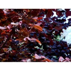 Storfrugtet Hassel 'Rød Zellernød' Corylus Maxima 'Rød Zellernød' 7,5 Liter Potte