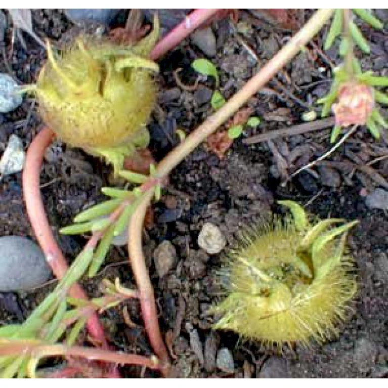 Tyrkisk Hassel Corylus Colurna Potte 7,5 liter 175-200 cm. Tyrkisk Hassel Corylus Colurna Potte 7,5 Liter 175-200 Cm. -Plantetorvet mi689 corylus colurna c15b