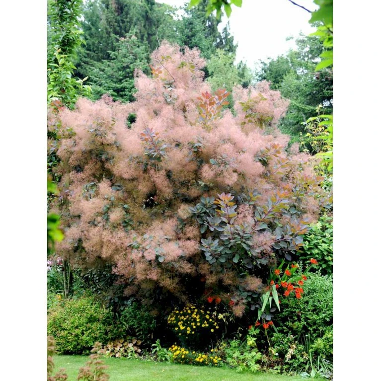 Parykbusk 'Grace' Cotinus Coggygria 'Grace' Opstammet 80 cm. 7,5 liter potte Parykbusk 'Grace' Cotinus Coggygria 'Grace' Opstammet 80 Cm. 7,5 Liter Potte -Plantetorvet mi692 cotinus coggygria grace 37ef