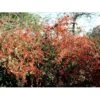 Kinesisk Dværgmispel Cotoneaster Dielsianus Solitær Busk 150-200 Cm. - Med Klump -Plantetorvet mi701 cotoneaster dielsianus aaff