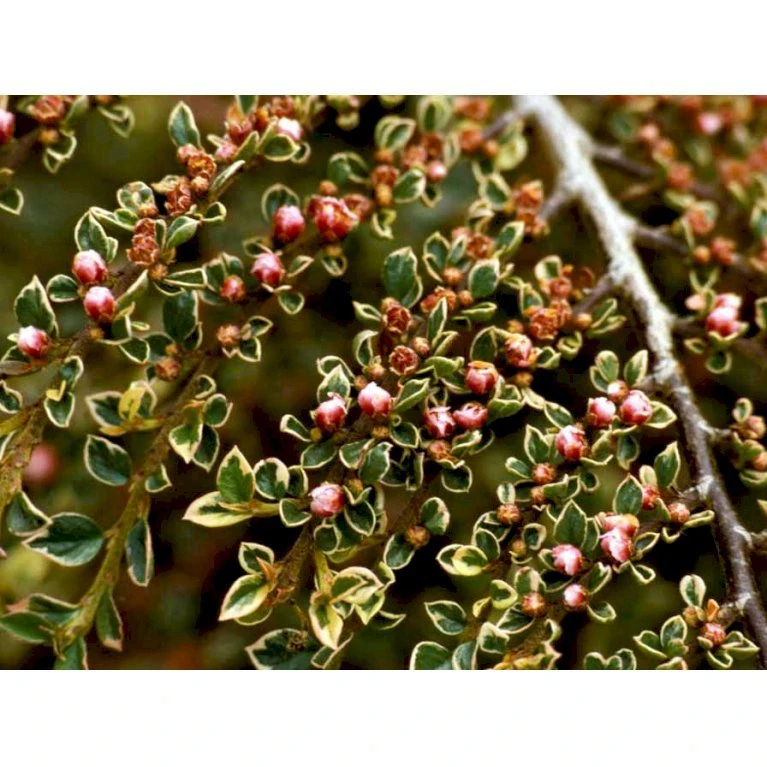 Dværgmispel 'Variegatus' Cotoneaster Atropurpureus 'Variegatus' Opstammet 60 cm. med potte Dværgmispel 'Variegatus' Cotoneaster Atropurpureus 'Variegatus' Opstammet 60 Cm. Med Potte -Plantetorvet mi706 cotoneaster atropupureus variegatus e853