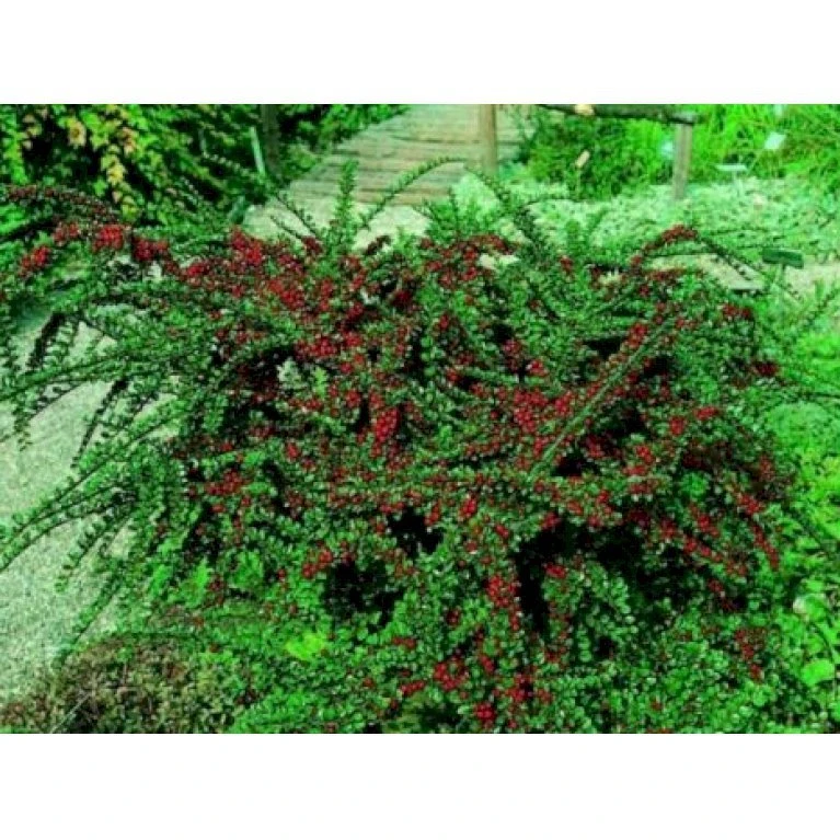 Fiskeben-Dværgmispel 'Cotali' Cotoneaster Horizontalis 'Cotali' 3,5 liter potte Fiskeben-Dværgmispel 'Cotali' Cotoneaster Horizontalis 'Cotali' 3,5 Liter Potte -Plantetorvet mi707 cotoneaster cotali 9f2b