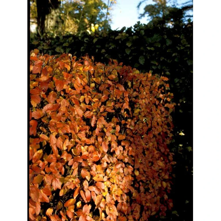 Glansdværgmispel Cotoneaster Lucidus Potte 4,0 liter,- 50-60 cm. Glansdværgmispel Cotoneaster Lucidus Potte 4,0 Liter,- 50-60 Cm. -Plantetorvet mi708 cotoneaster lucidus db7c