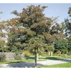 Hanesporetjørn Crataegus Crus-galli Alletræ, Stammeomkreds 10-12 Cm. Med Klump -Plantetorvet mi713 crataegus crus gallii c1fc