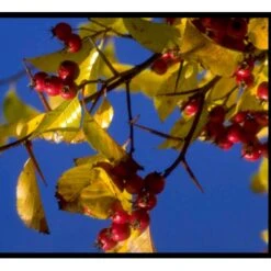 Hanesporetjørn Crataegus Crus-galli Alletræ, Stammeomkreds 10-12 Cm. Med Klump -Plantetorvet mi713 crataegus crus gallii d4a5