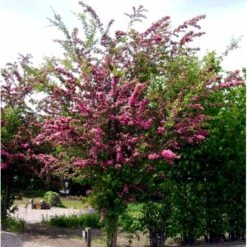 Dobbelt Rødtjørn 'Paul's Scarlet' Crataegus Laevigata 'Paul's Scarlet' Heister 175-200 Cm. Med Potte -Plantetorvet mi715 crataegus laevigata paul s scarlet a02d