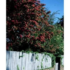Dobbelt Rødtjørn 'Paul's Scarlet' Crataegus Laevigata 'Paul's Scarlet' Heister 175-200 Cm. Med Potte -Plantetorvet mi715 crataegus laevigata paul s scarlet c8e3