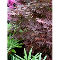 Japansk Ahorn 'Atropurpureum' Acer Palmatum 'Atropurpureum' Potte 4,0 Liter,- 60-80 Cm. 6 Japansk Ahorn 'Atropurpureum' Acer Palmatum 'Atropurpureum' Potte 4,0 Liter,- 60-80 Cm. -Plantetorvet mi72 acer palmatum atropurpureum 39d1