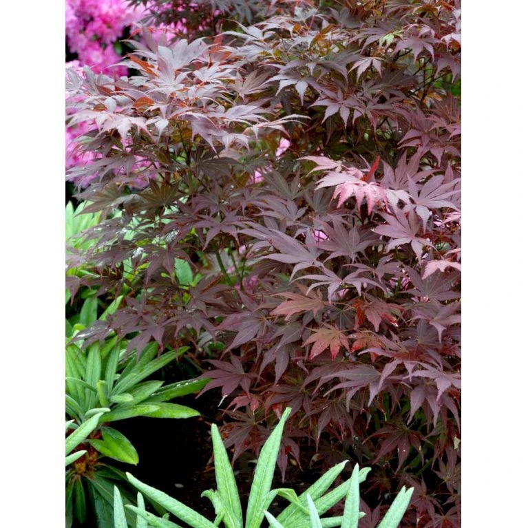 Japansk Ahorn 'Atropurpureum' Acer Palmatum 'Atropurpureum' Potte 4,0 liter,- 60-80 cm. Japansk Ahorn 'Atropurpureum' Acer Palmatum 'Atropurpureum' Potte 4,0 Liter,- 60-80 Cm. -Plantetorvet mi72 acer palmatum atropurpureum 39d1