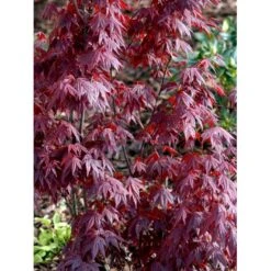 Japansk Ahorn 'Atropurpureum' Acer Palmatum 'Atropurpureum' Potte 4,0 Liter,- 60-80 Cm. 8 Japansk Ahorn 'Atropurpureum' Acer Palmatum 'Atropurpureum' Potte 4,0 Liter,- 60-80 Cm. -Plantetorvet mi72 acer palmatum atropurpureum 4cfa