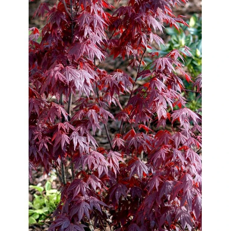 Japansk Ahorn 'Atropurpureum' Acer Palmatum 'Atropurpureum' Potte 4,0 liter,- 60-80 cm. Japansk Ahorn 'Atropurpureum' Acer Palmatum 'Atropurpureum' Potte 4,0 Liter,- 60-80 Cm. -Plantetorvet mi72 acer palmatum atropurpureum 4cfa