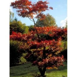 Japansk Ahorn 'Atropurpureum' Acer Palmatum 'Atropurpureum' Potte 4,0 Liter,- 60-80 Cm. 10 Japansk Ahorn 'Atropurpureum' Acer Palmatum 'Atropurpureum' Potte 4,0 Liter,- 60-80 Cm. -Plantetorvet mi72 acer palmatum atropurpureum 6874