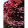Japansk Ahorn 'Atropurpureum' Acer Palmatum 'Atropurpureum' Potte 4,0 Liter,- 60-80 Cm. -Plantetorvet mi72 acer palmatum atropurpureum 69c6