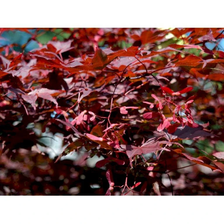 Japansk Ahorn 'Atropurpureum' Acer Palmatum 'Atropurpureum' Potte 4,0 liter,- 60-80 cm. Japansk Ahorn 'Atropurpureum' Acer Palmatum 'Atropurpureum' Potte 4,0 Liter,- 60-80 Cm. -Plantetorvet mi72 acer palmatum atropurpureum b150