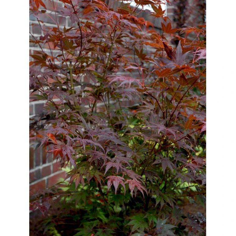 Japansk Ahorn 'Atropurpureum' Acer Palmatum 'Atropurpureum' Potte 4,0 liter,- 60-80 cm. Japansk Ahorn 'Atropurpureum' Acer Palmatum 'Atropurpureum' Potte 4,0 Liter,- 60-80 Cm. -Plantetorvet mi72 acer palmatum atropurpureum e5a2