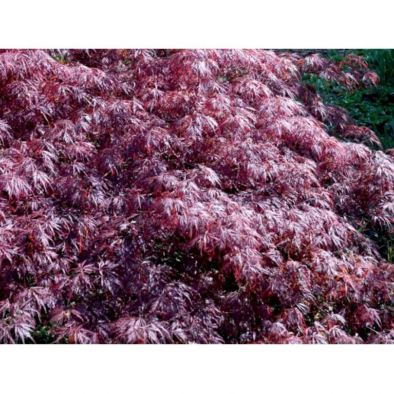 Opstammet Japansk Ahorn 'Garnet' Acer Palmatum Dissectum 'Garnet' Potte 4,0 liter,- 40-50 cm. Opstammet Japansk Ahorn 'Garnet' Acer Palmatum Dissectum 'Garnet' Potte 4,0 Liter,- 40-50 Cm. -Plantetorvet mi73 acer palmatum garnet 221d