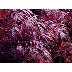 Opstammet Japansk Ahorn 'Garnet' Acer Palmatum Dissectum 'Garnet' Potte 4,0 Liter,- 40-50 Cm. 6 Opstammet Japansk Ahorn 'Garnet' Acer Palmatum Dissectum 'Garnet' Potte 4,0 Liter,- 40-50 Cm. -Plantetorvet mi73 acer palmatum garnet 493e
