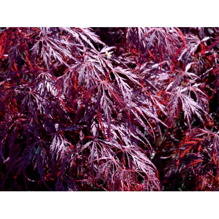 Opstammet Japansk Ahorn 'Garnet' Acer Palmatum Dissectum 'Garnet' Potte 4,0 liter,- 40-50 cm. Opstammet Japansk Ahorn 'Garnet' Acer Palmatum Dissectum 'Garnet' Potte 4,0 Liter,- 40-50 Cm. -Plantetorvet mi73 acer palmatum garnet 493e