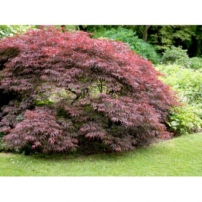 Opstammet Japansk Ahorn 'Garnet' Acer Palmatum Dissectum 'Garnet' Potte 4,0 liter,- 40-50 cm. Opstammet Japansk Ahorn 'Garnet' Acer Palmatum Dissectum 'Garnet' Potte 4,0 Liter,- 40-50 Cm. -Plantetorvet mi73 acer palmatum garnet 8a10