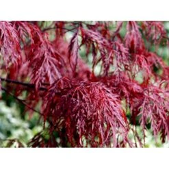 Opstammet Japansk Ahorn 'Garnet' Acer Palmatum Dissectum 'Garnet' Potte 4,0 Liter,- 40-50 Cm. 4 Opstammet Japansk Ahorn 'Garnet' Acer Palmatum Dissectum 'Garnet' Potte 4,0 Liter,- 40-50 Cm. -Plantetorvet mi73 acer palmatum garnet dcb7