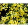 Vårgyvel Cytisus Praecox 'Allgold' Potte 2 Liter. -Plantetorvet mi740 cytisus praecox allgold 06cd