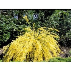 Vårgyvel Cytisus Praecox 'Allgold' Potte 2 Liter. -Plantetorvet mi740 cytisus praecox allgold 7cf6