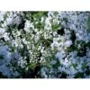 Lille Stjernetop Deutzia Gracilis Potte 2,0 Liter,- 30-40 Cm. 2 Lille Stjernetop Deutzia Gracilis Potte 2,0 Liter,- 30-40 Cm. -Plantetorvet mi753 deutzia gracilis 5796