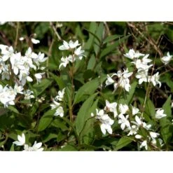 Lille Stjernetop 'Nikko' Deutzia 'Nikko' 3,5 Liter Potte -Plantetorvet mi754 deutzia gracilis nikko 609b