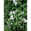 Lille Stjernetop 'Nikko' Deutzia 'Nikko' 3,5 Liter Potte -Plantetorvet mi754 deutzia gracilis nikko ba36