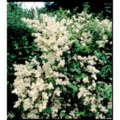 Stjernetop 'Dippon' Deutzia Crenata 'Dippon' 3,5 Liter Potte -Plantetorvet mi755 deutzia gracilis dippon 1a5d