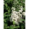 Stjernetop 'Dippon' Deutzia Crenata 'Dippon' 3,5 Liter Potte -Plantetorvet mi755 deutzia gracilis dippon 33d2