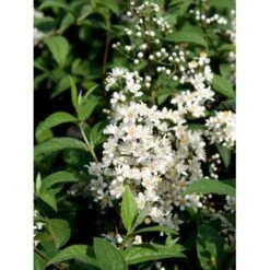 Stjernetop 'Dippon' Deutzia Crenata 'Dippon' 3,5 Liter Potte
