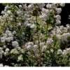 Stjernetop 'Mont Rose' Deutzia Hybrida 'Mont Rose' Med Klump,- 125-150 Cm. -Plantetorvet mi756 deutzia hybrida mont rose 2a7d