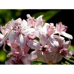 Stjernetop 'Mont Rose' Deutzia Hybrida 'Mont Rose' Med Klump,- 125-150 Cm. -Plantetorvet mi756 deutzia hybrida mont rose f35d