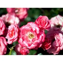 'Bella Rosa'® Rosa X 'Bella Rosa'® (Buketrose) A-Kvalitet,- Barrods Roser Min. 3 Grene -Plantetorvet mi8046 rosa bella rosa 220a