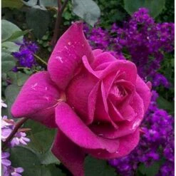 'Blackberry Nip' Rosa X 'Blackberry Nip' (Storblomstrende) A-Kvalitet,- Barrods Roser Min. 3 Grene -Plantetorvet mi8065 rosa blackberry nip 487a