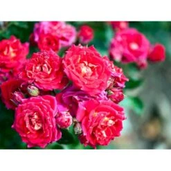 'Chili Clementine' Rosa X 'Chili Clementine' 3,0 Liter Potte 4 'Chili Clementine' Rosa X 'Chili Clementine' 3,0 Liter Potte -Plantetorvet mi8196 rosa chili clementine 26a6