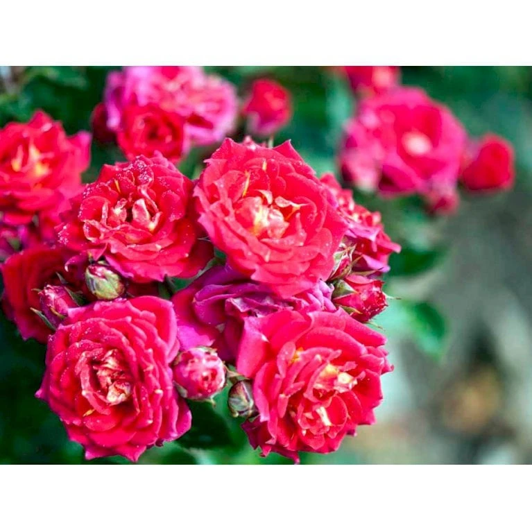 'Chili Clementine' Rosa X 'Chili Clementine' 3,0 liter potte 'Chili Clementine' Rosa X 'Chili Clementine' 3,0 Liter Potte -Plantetorvet mi8196 rosa chili clementine 26a6