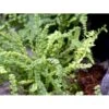Kruset Mangeløv' Dryopteris Affinis 'Crispa Congesta' 1 Liter Potte 2 Kruset Mangeløv' Dryopteris Affinis 'Crispa Congesta' 1 Liter Potte -Plantetorvet mi836 dryopteris filix mas crispa cristata c779