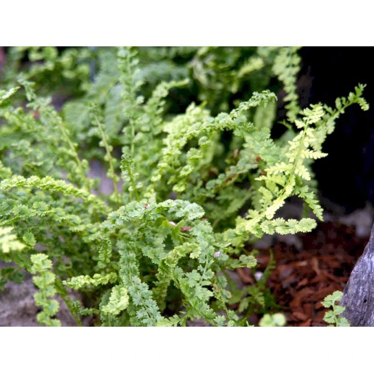 Kruset Mangeløv' Dryopteris Affinis 'Crispa Congesta' 1 liter potte Kruset Mangeløv' Dryopteris Affinis 'Crispa Congesta' 1 Liter Potte -Plantetorvet mi836 dryopteris filix mas crispa cristata c779